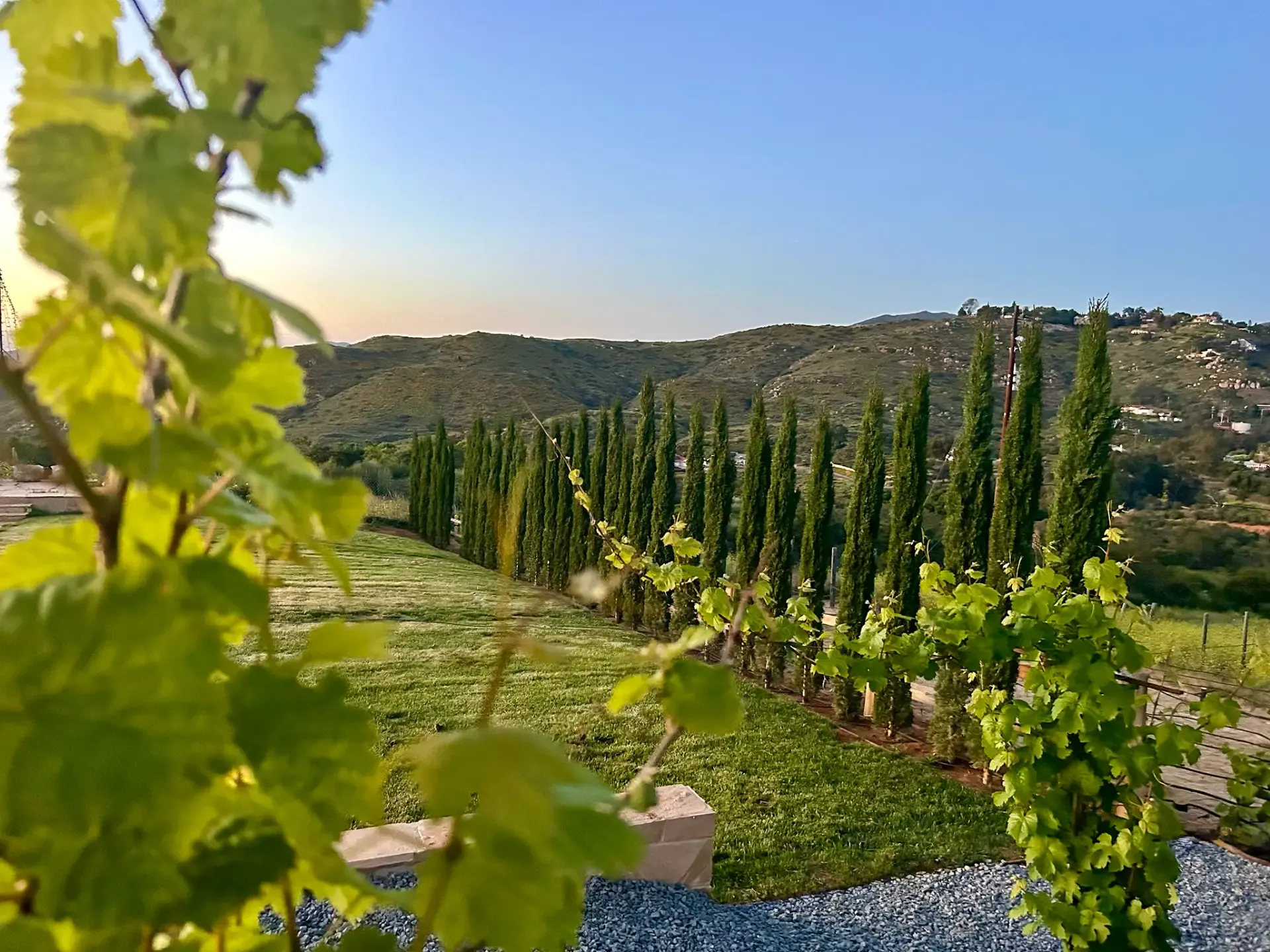 Rows of cypress trees and young grapevines on the hillside at Villa San Giovese with the Jamul hills in the distance