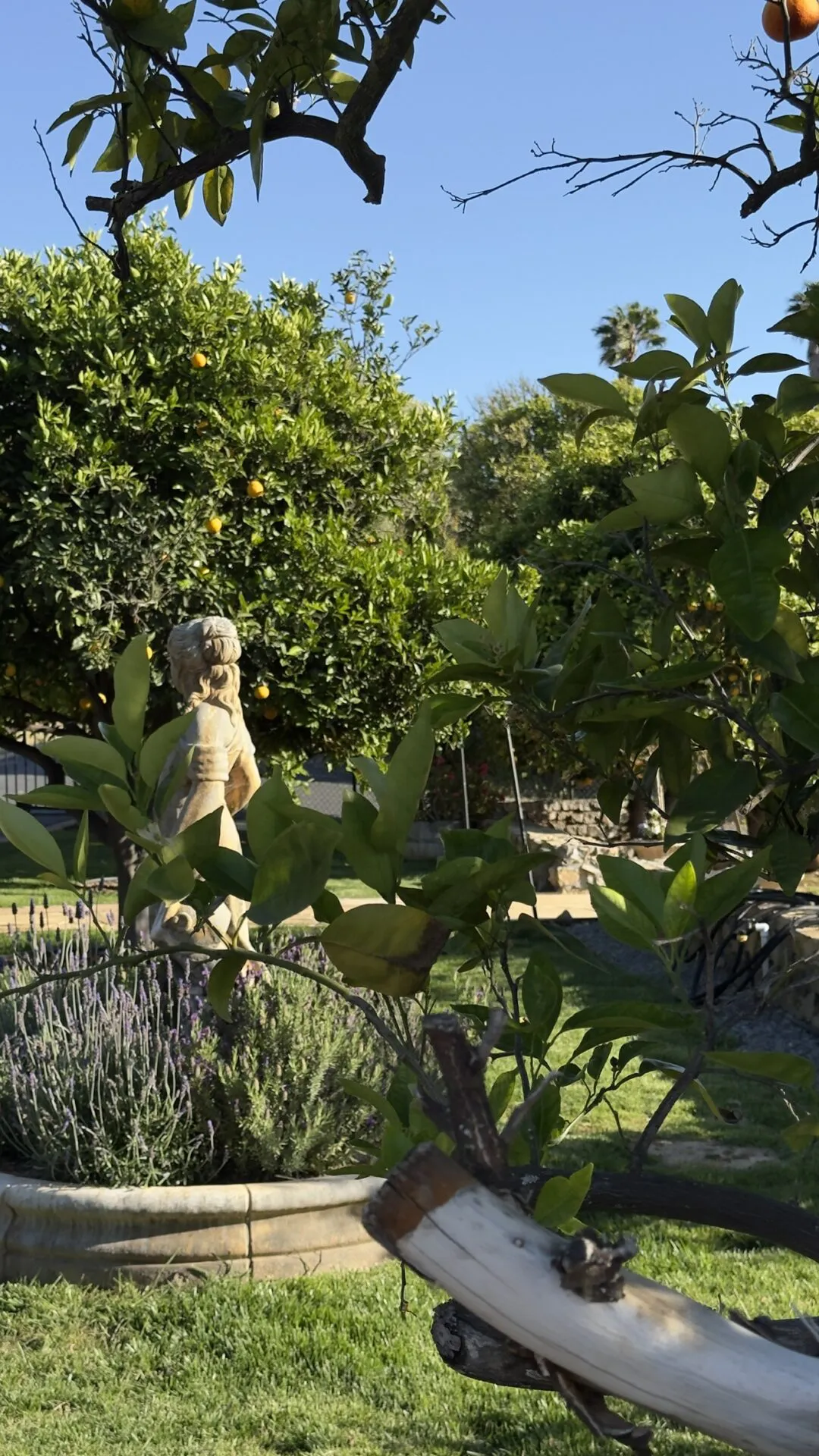 Garden statue among lavender and orange trees