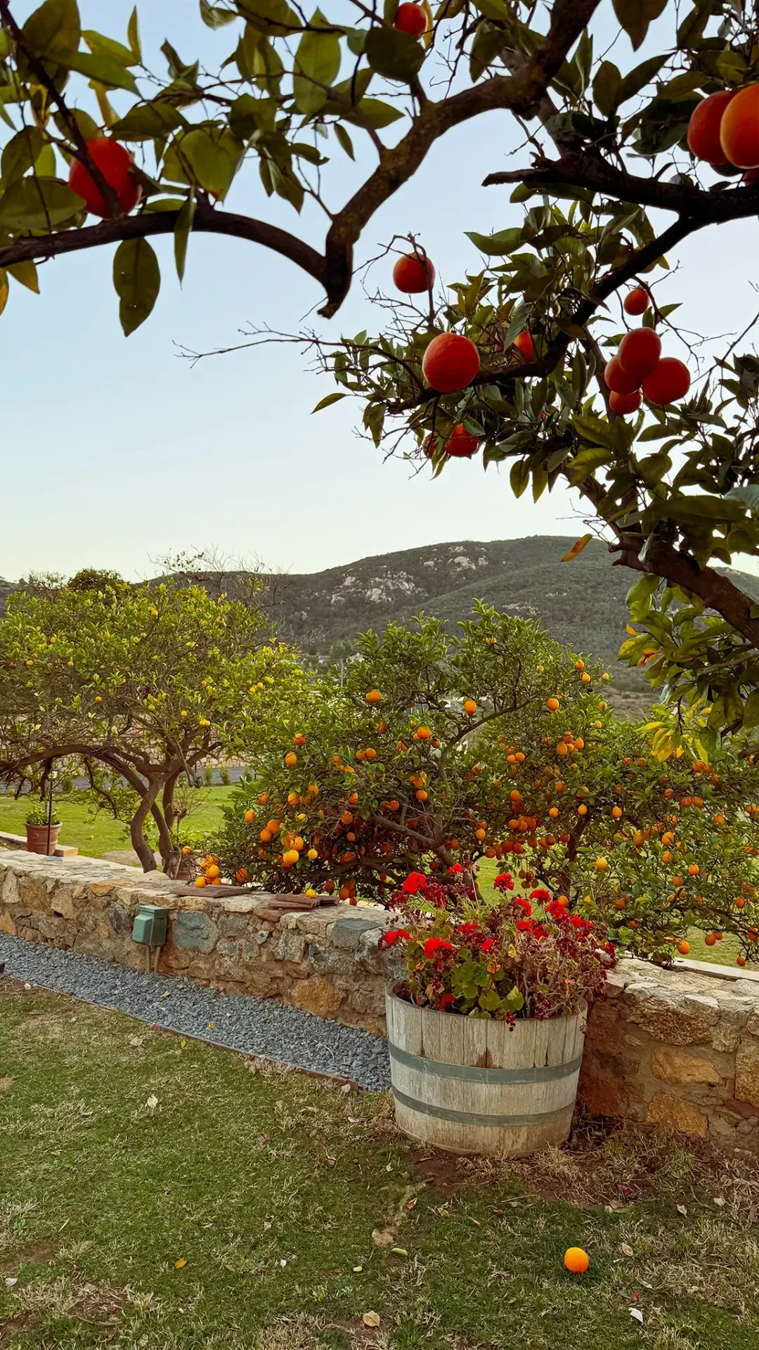 Orange trees heavy with fruit along the stone wall of the orchard