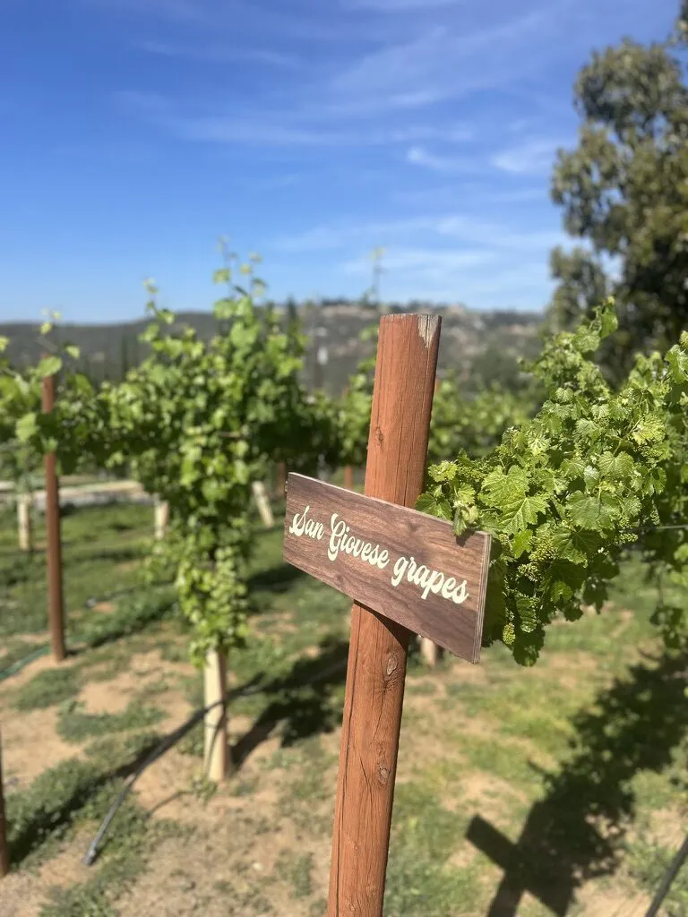 Hand-painted San Giovese grapes sign on a post in the vineyard