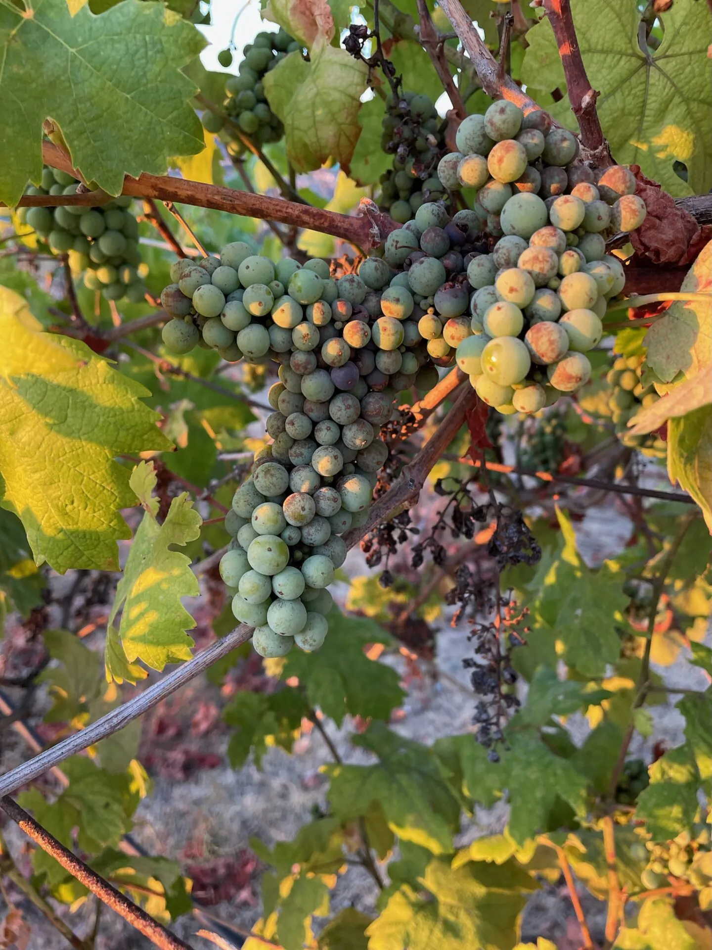 Sangiovese grape clusters ripening on the vine at golden hour at Villa San Giovese