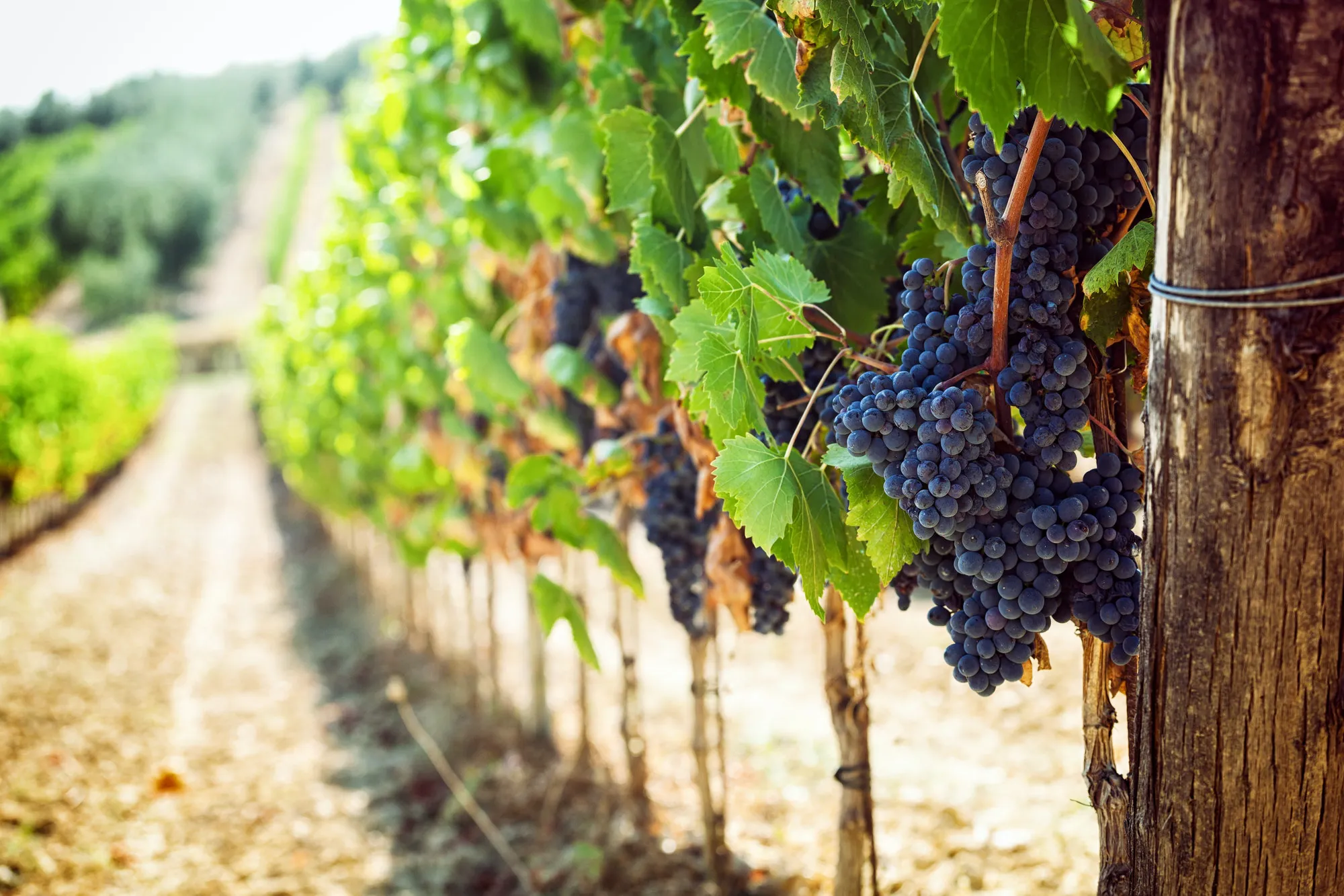 Ripe Sangiovese grapes hanging from the vine in a sunlit vineyard row
