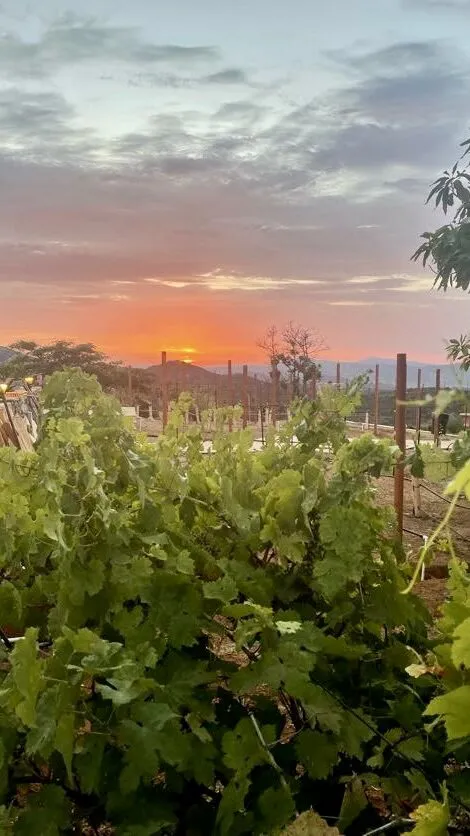 Sunset glowing orange over the vineyard rows