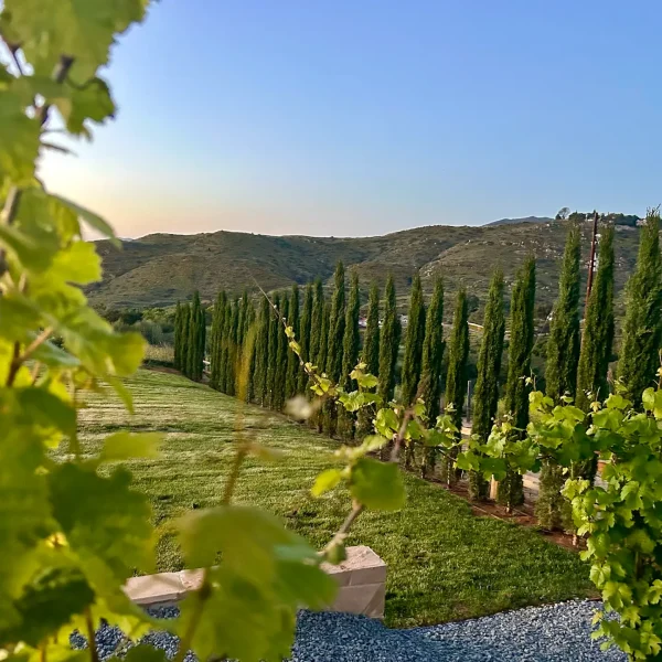 Lush vineyard vines and towering cypress trees set against rolling hills at Villa San Giovese, a scenic event venue in San Diego.